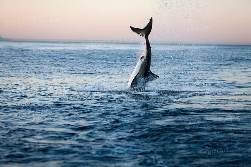 Great white shark
