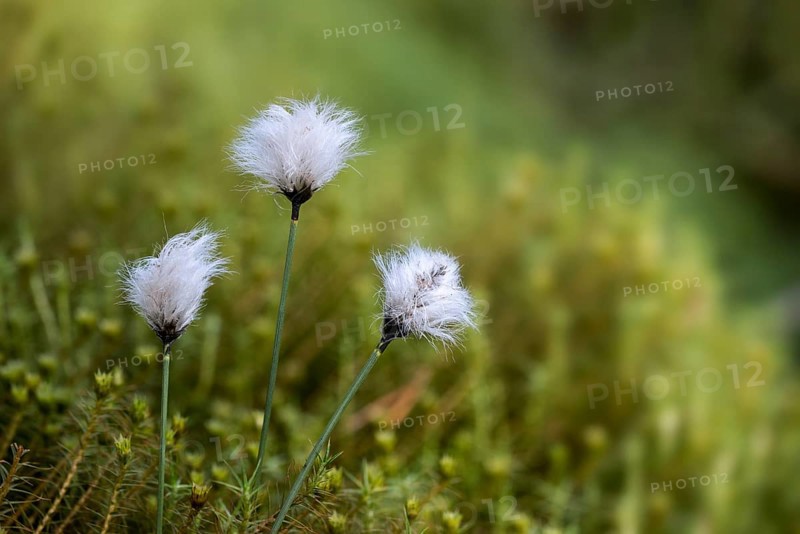 Bristle-shaped seed heads of common cottongrass