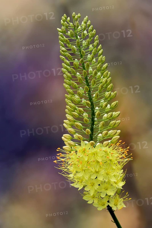 Foxtail lily