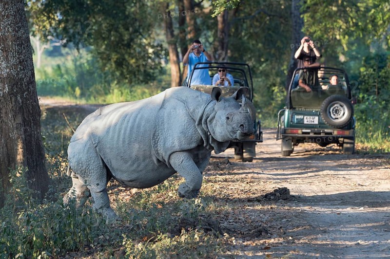 Indian rhinoceros