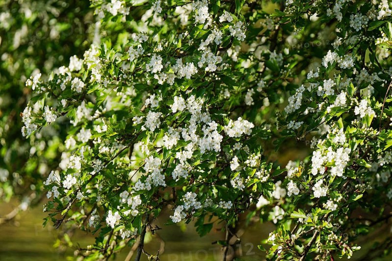 Midland hawthorn