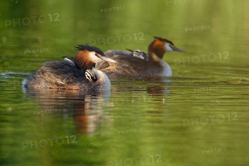 Great crested grebe