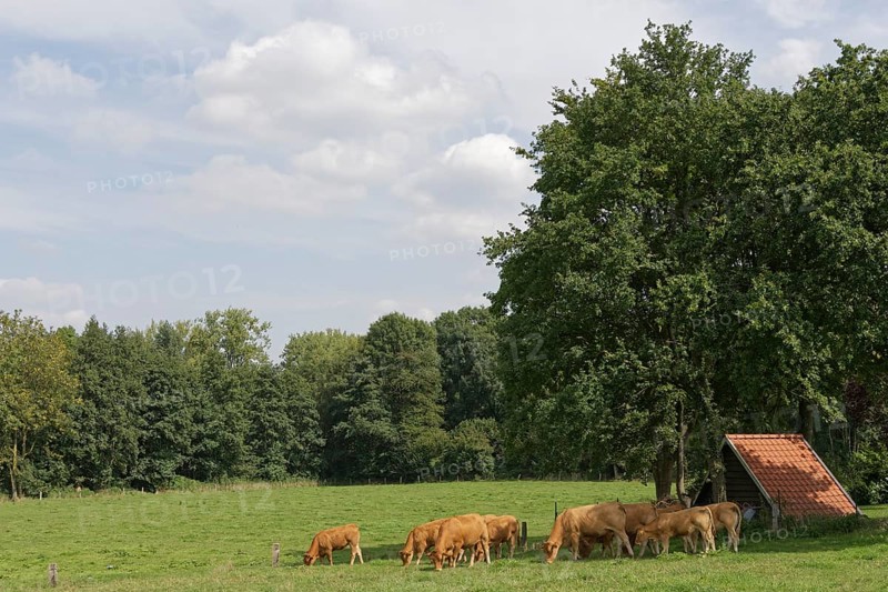 Limousin Cattle on pasture
