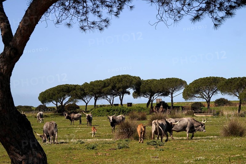 Maremman cattle