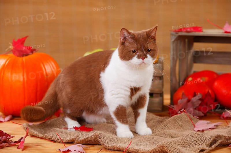 British shorthair
