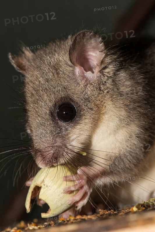 Fat dormouse