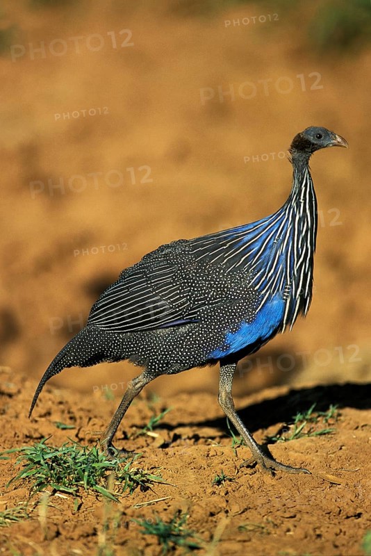 VULTURINE GUINEAFOWL