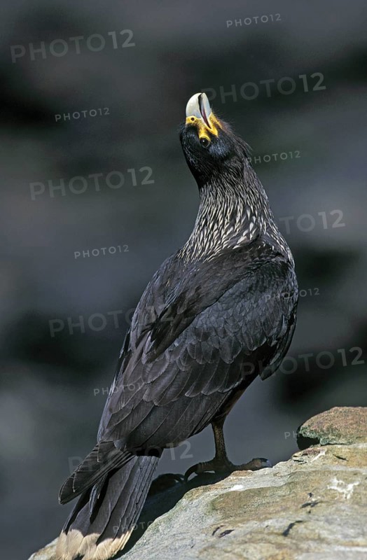 Striated Caracara