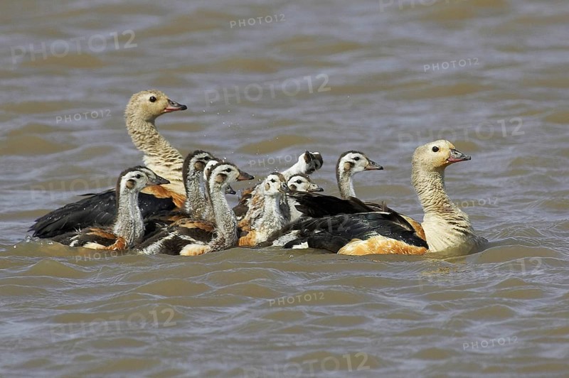 Orinoco goose