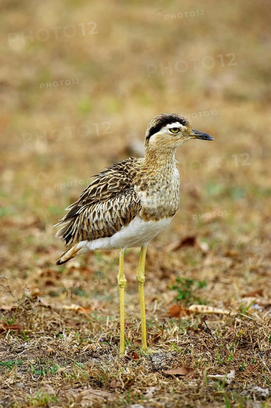 Double striped thick knee