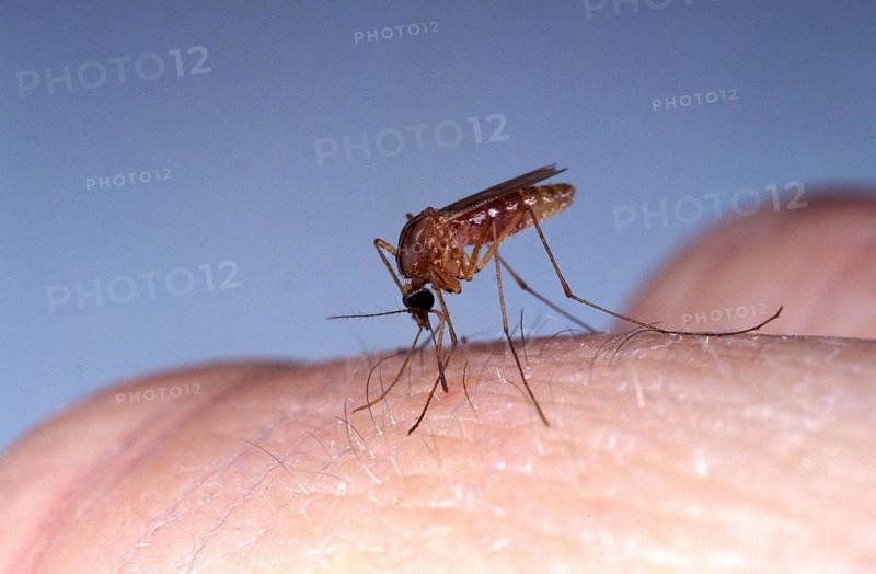 Mosquito