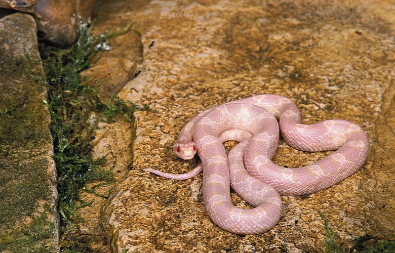Corn Snake