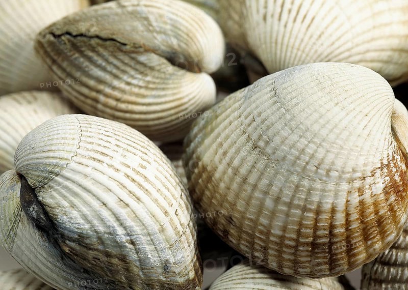 Common Cockle