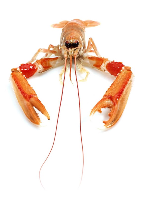 DUBLIN BAY PRAWN OR NORWAY LOBSTER OR SCAMPI ephrops norvegicus ON A WHITE BACKGROUND
