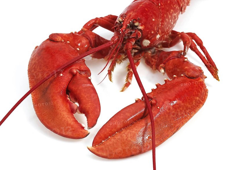 Lobster