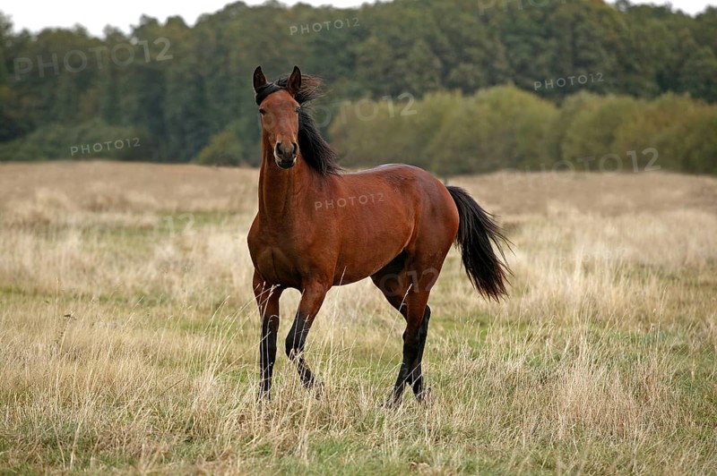 LUSITANO HORSE STANDING ON DRY GRASS