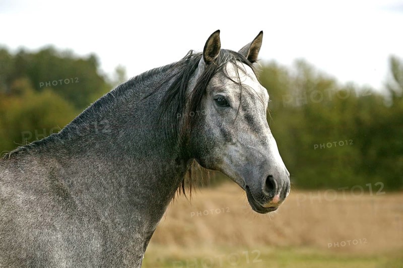 Lusitano stallion