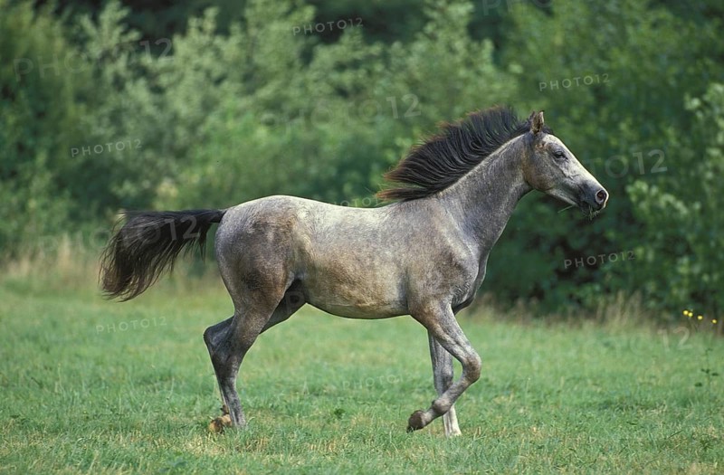 SHAGYA HORSE