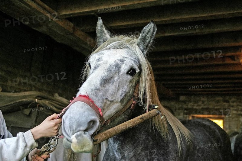 PERCHERON HORSE WITH PIECE OF WOOD ON ITS NOSE TO KEEP IT STILL