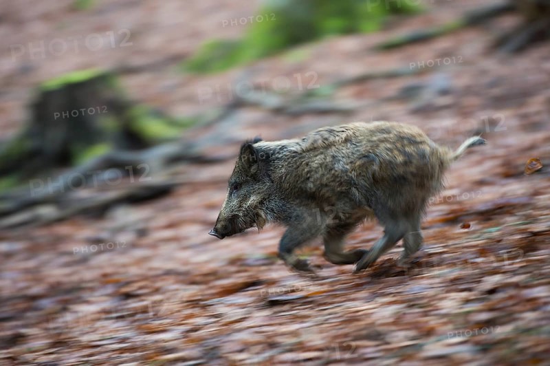 Wild Boar