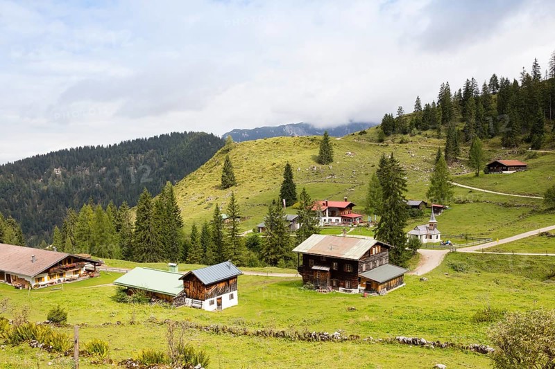 Alpine pasture