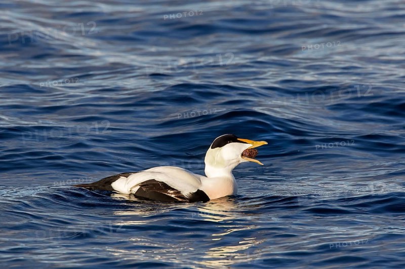 Male eider