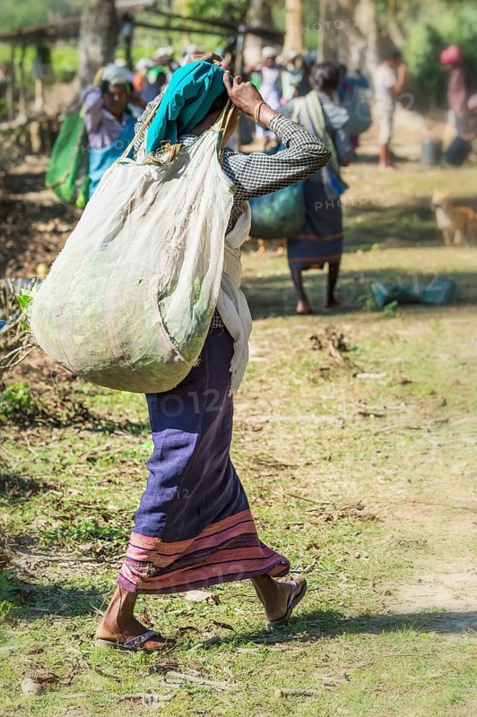 Indian woman carrying a bag of tea leaves on her head