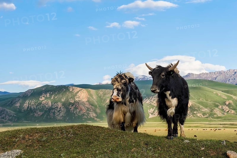 Two yaks in front of the mountains