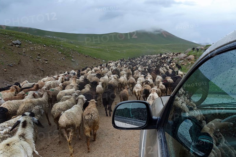 Off-road vehicle moving amidst a flock of sheep
