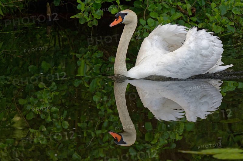 Mute swan