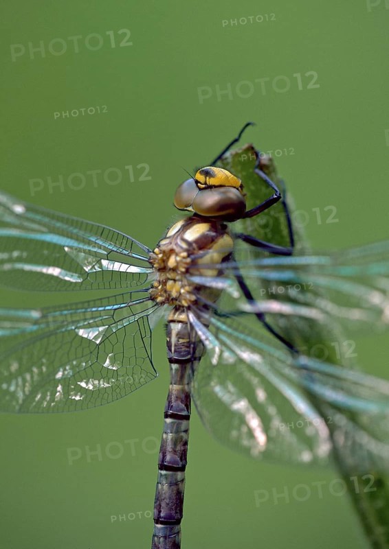 Freshly hatched Blue-green Mosaic Damselfly