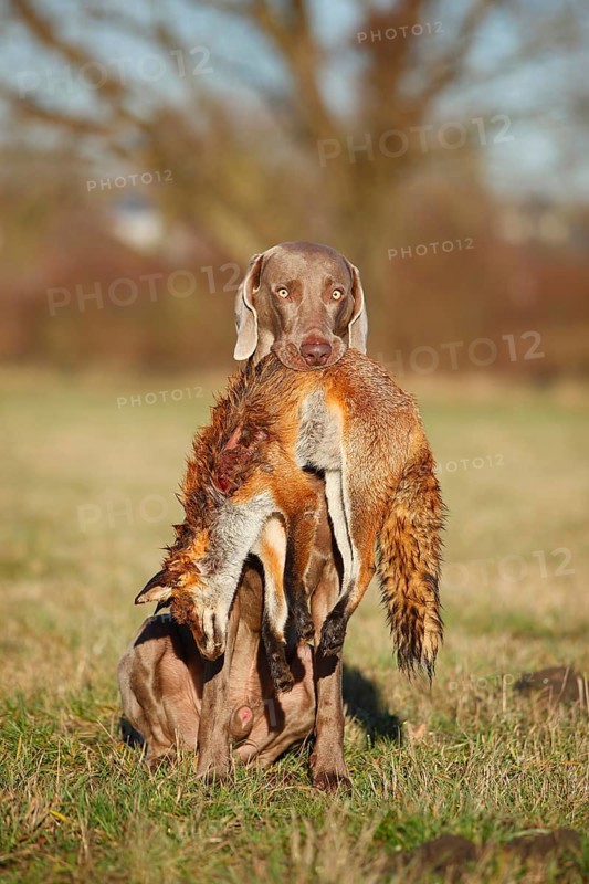 Weimaraner