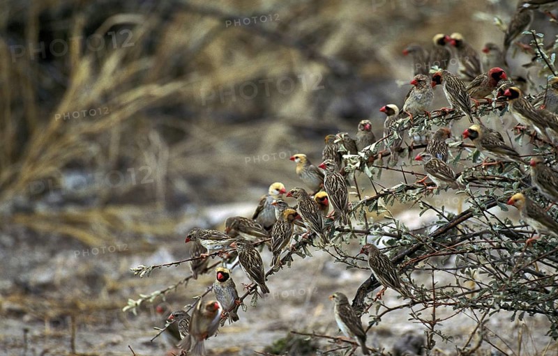 Red Billed Quelea