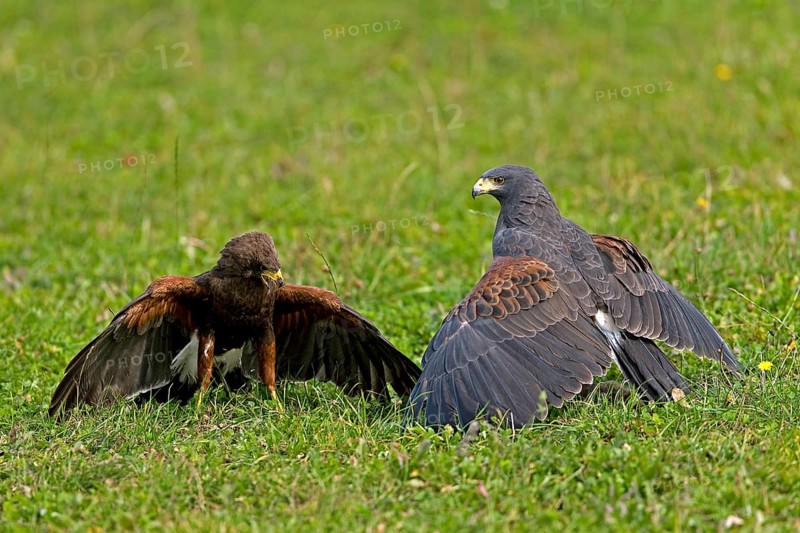 Harris's hawk
