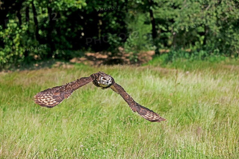 Cape Eagle Owl