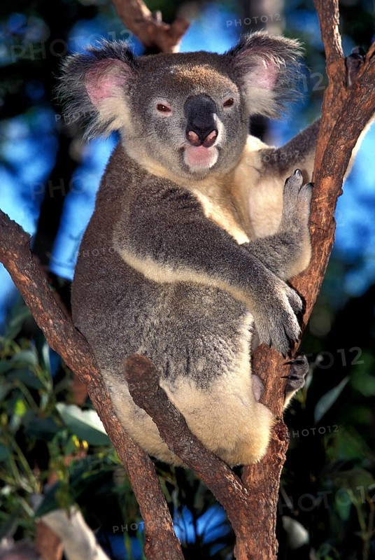 Koala