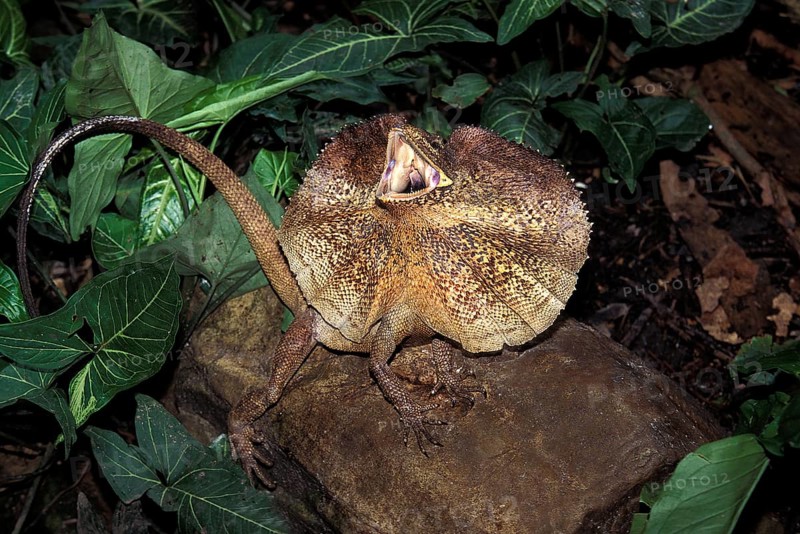 Frill necked Lizard