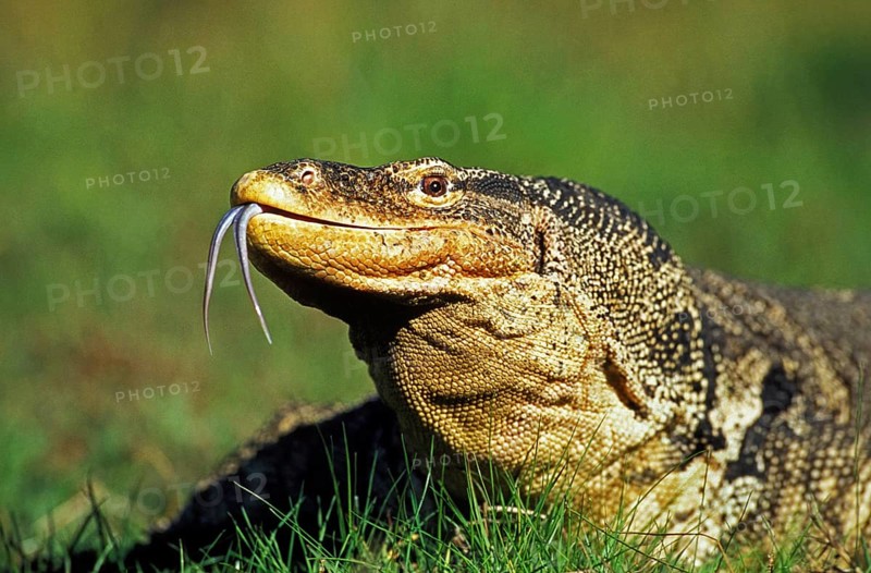 Water Monitor