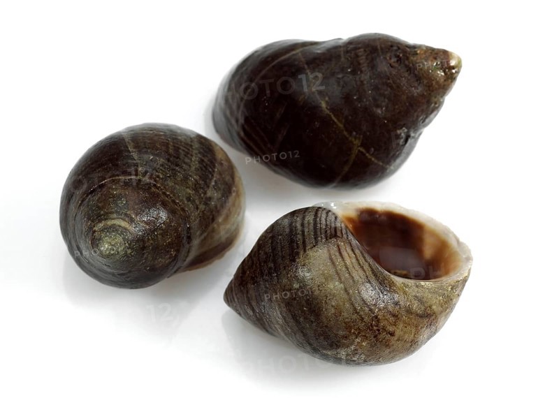 Common periwinkle