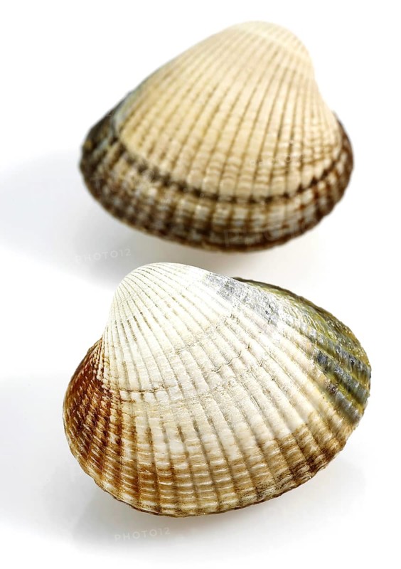 Common Cockle