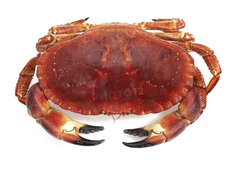 EDIBLE Hermit crab