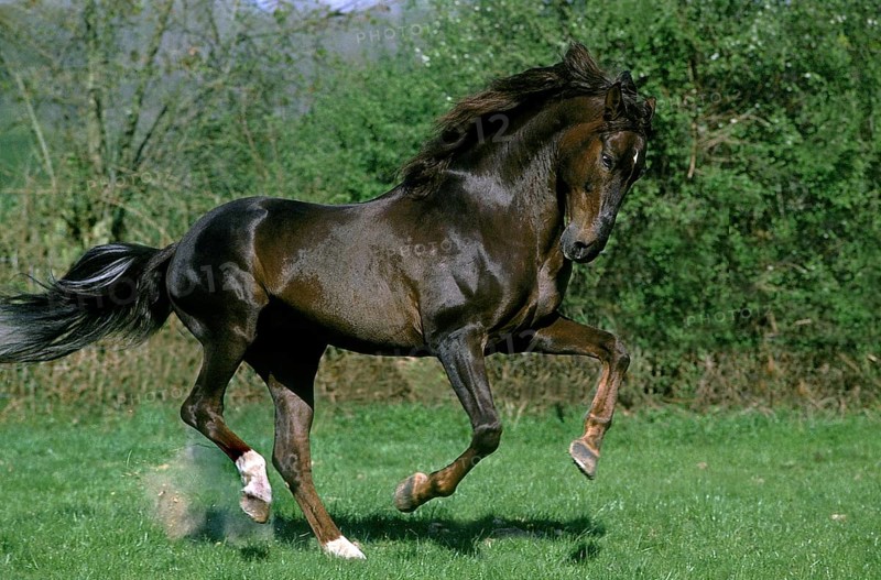 LUSITANO HORSE GALLOPS THROUGH THE MEADOW