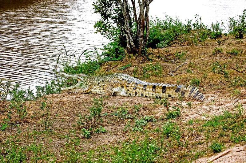 ORINOCO CROCODILE