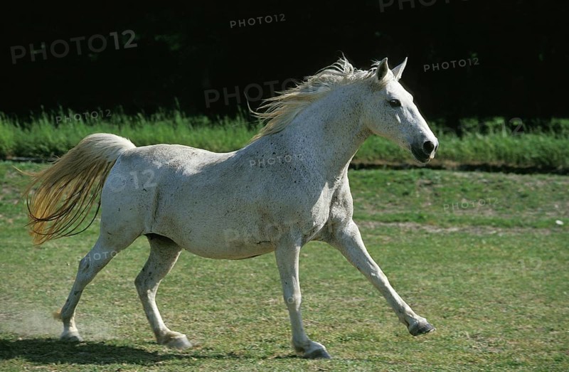 LIPIZZAN HORSE
