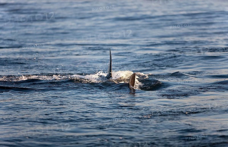 Great white shark
