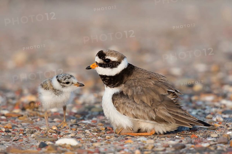 Ringed plover