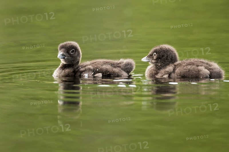 Common loon