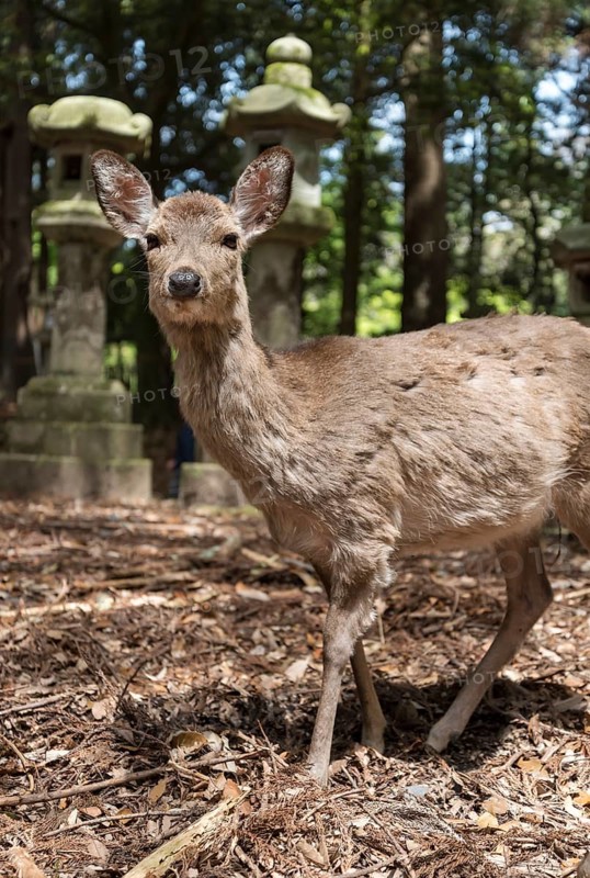 Sika deer and stone lanterns