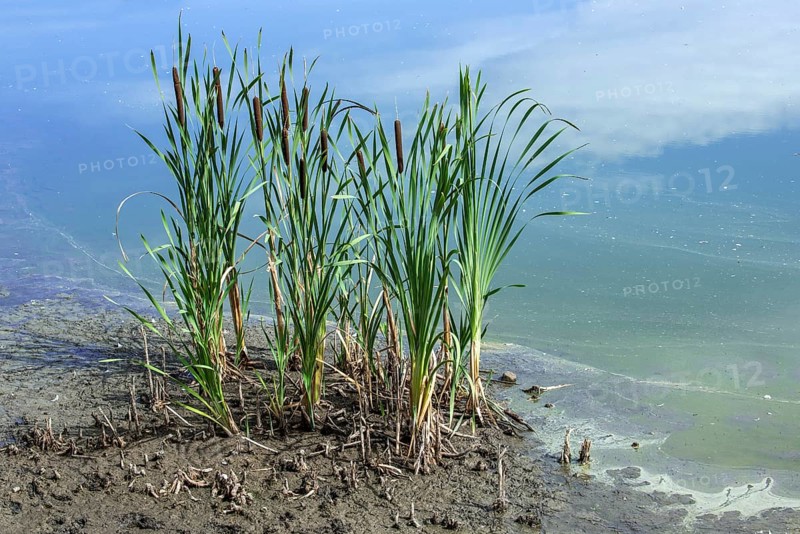 Common bulrush
