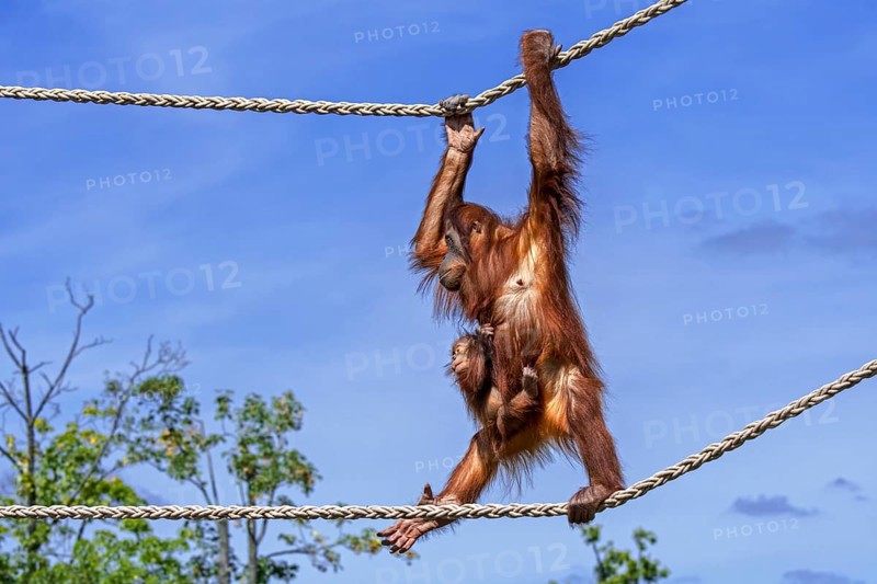 Sumatran orangutan